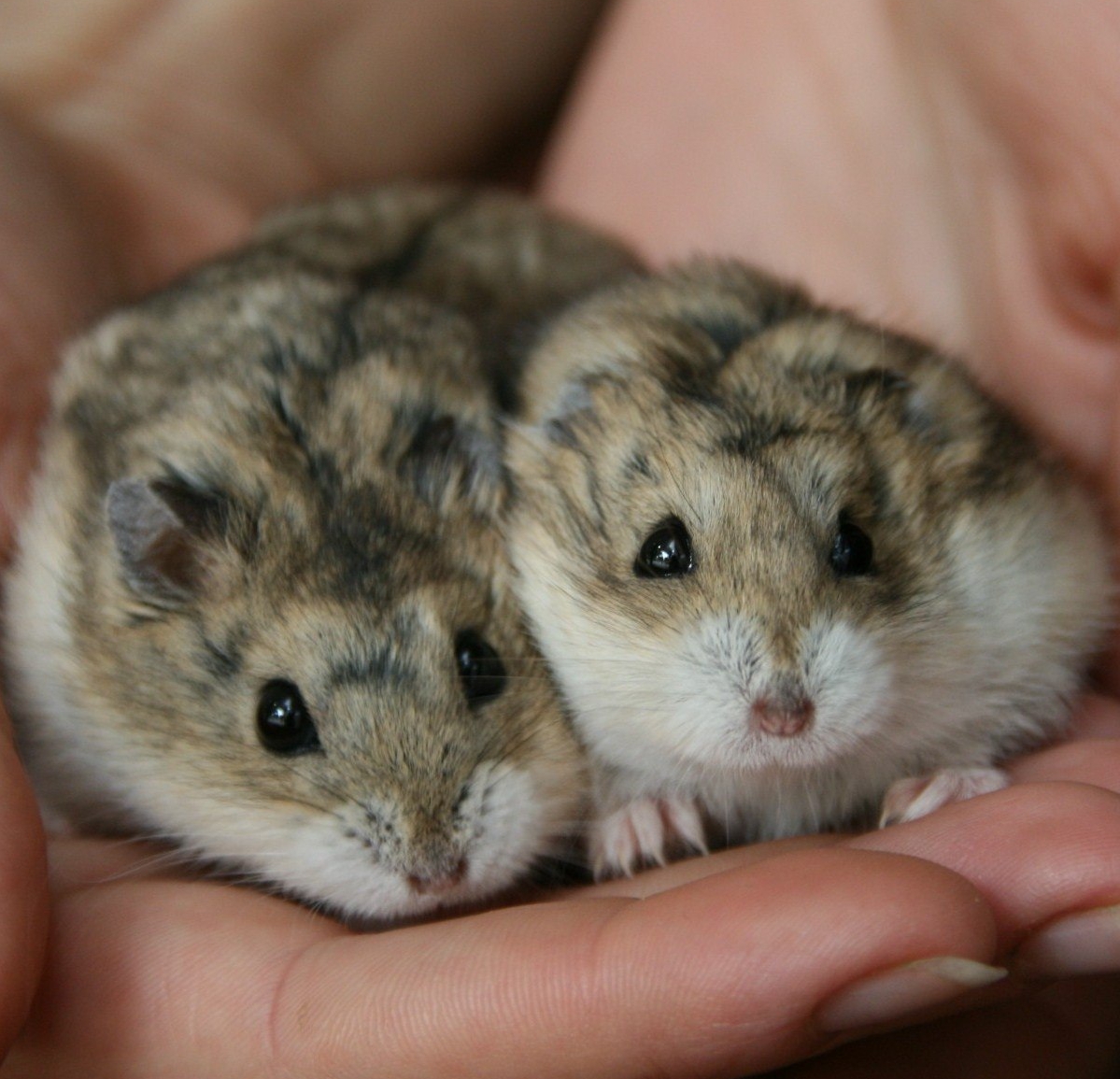 Guia Essencial para Cuidar do Teu Hamster: Dicas e Cuidados para uma Vida Feliz