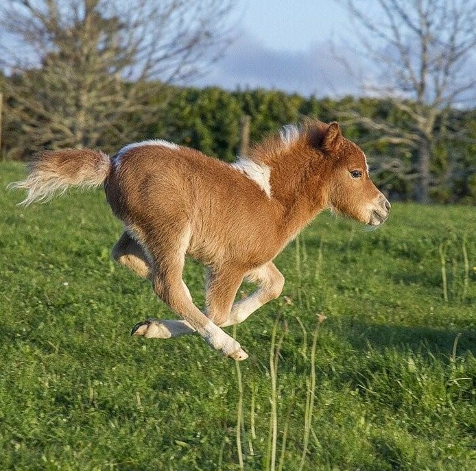 Guia Definitivo para Cuidar de Mini Cavalos: Dicas Essenciais para Criadores