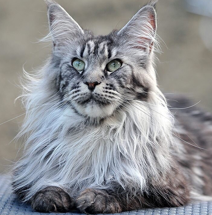 Guia para Criar Gatos Maine Coon: Cuidados, Dicas e Curiosidades Fascinantes