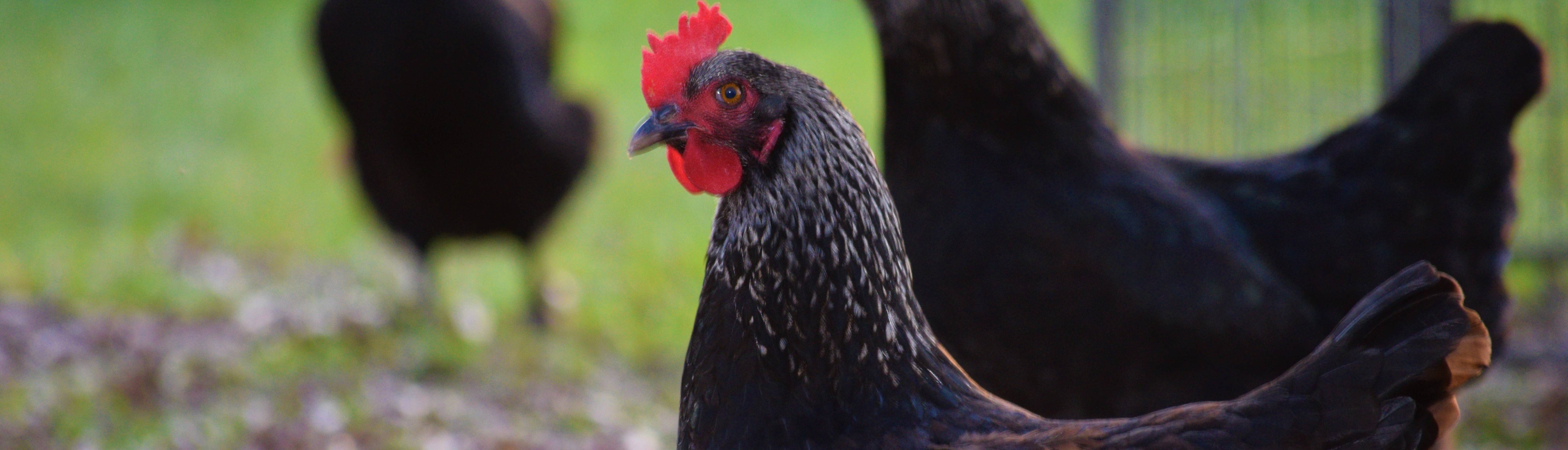 Criação de Galinhas Marans