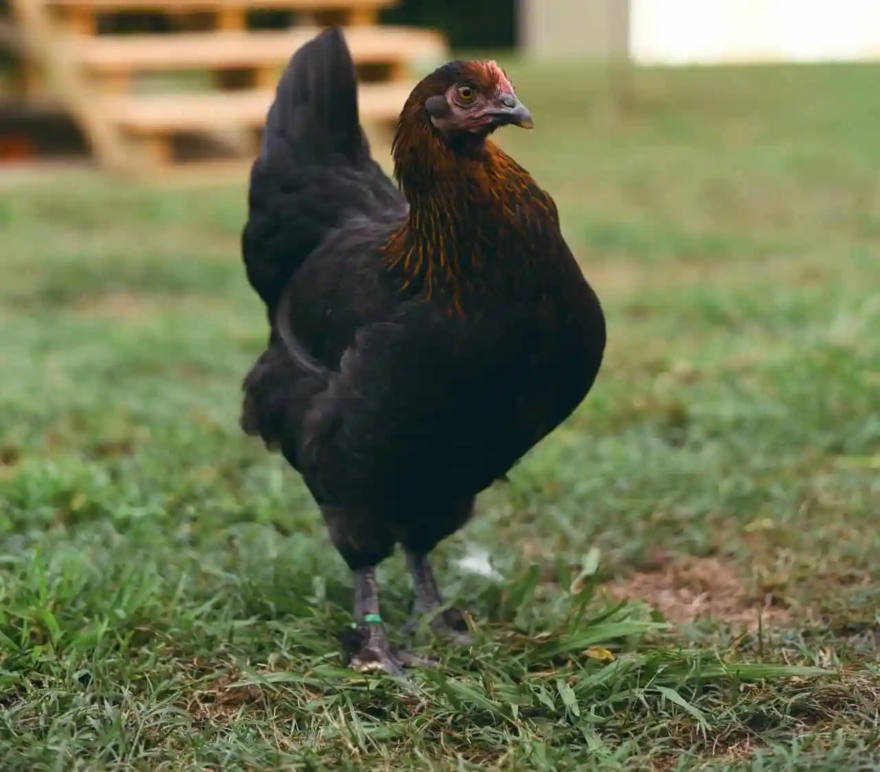 Guia para Criar Galinhas Marans: Dicas e Benefícios Imperdíveis!