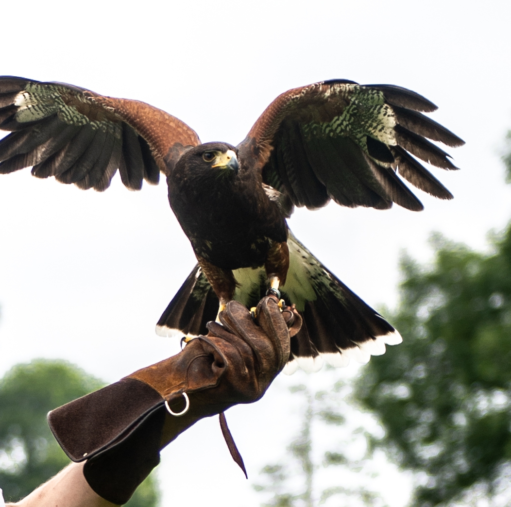 Criação de Aves de Rapina: Tudo o Que Precisas de Saber para Começar com Sucesso