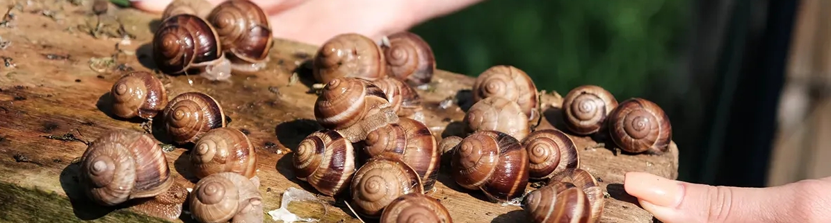 Criação de Caracóis