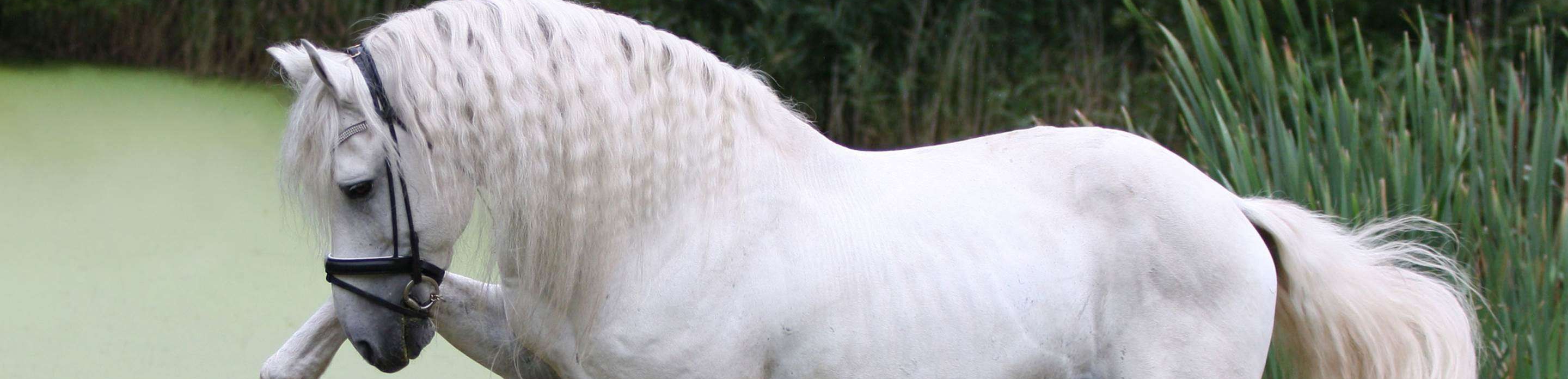 Criação de Cavalos Andaluzes