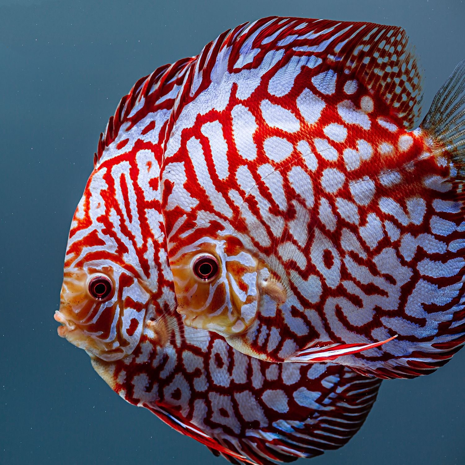 Guia Completo sobre Como Criar Peixes Discus: Dicas Essenciais para Aquaristas