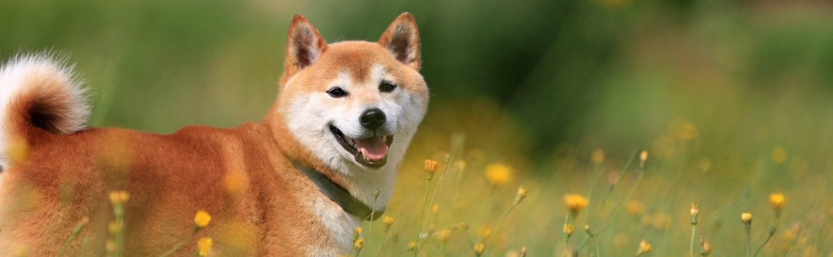 Criação de Cães da Raça Shiba Inu