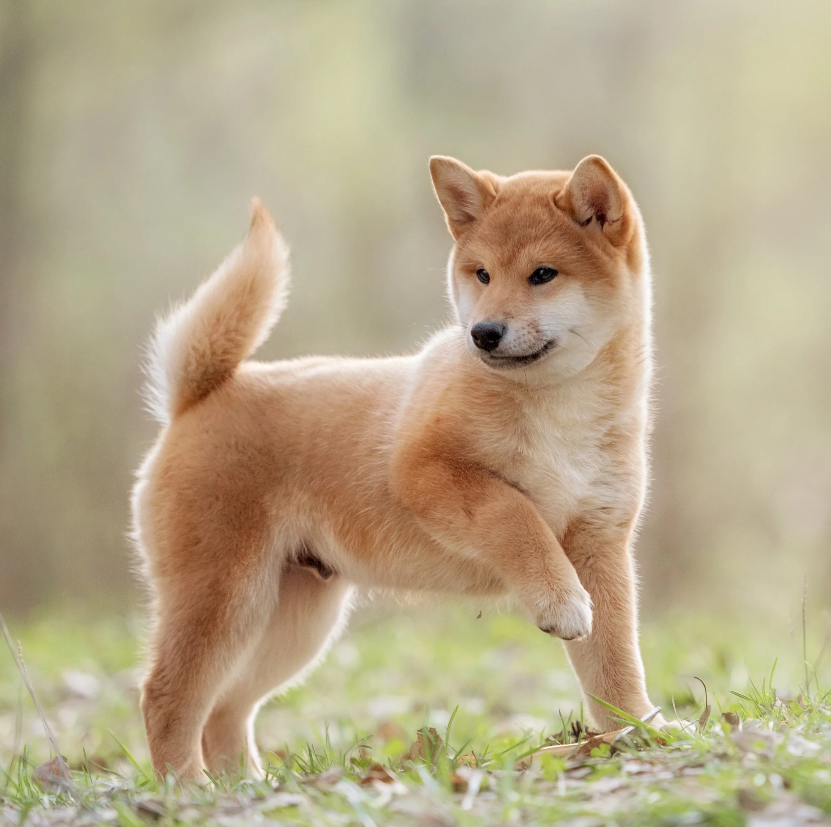 Guia Completo para Cuidar e Criar um Shiba Inu Saudável e Feliz em Portugal