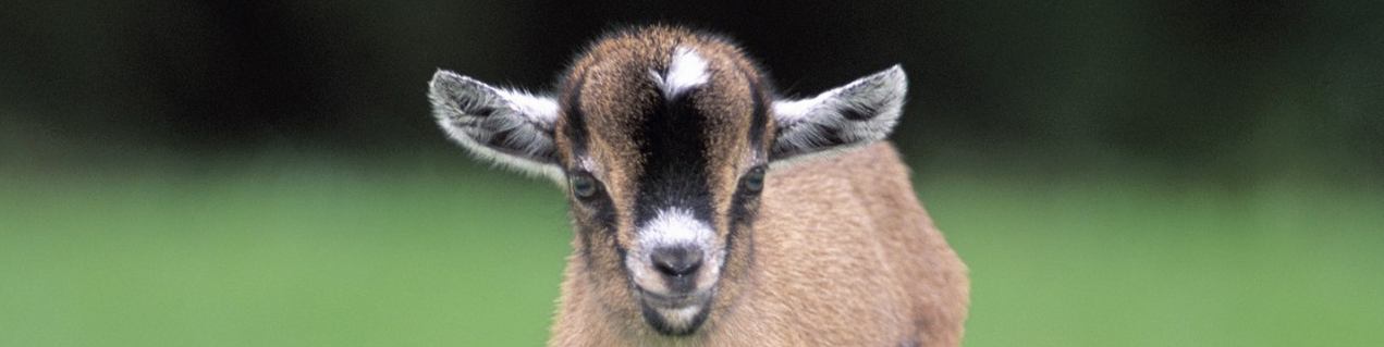 Criação de Cabras Pigmeus