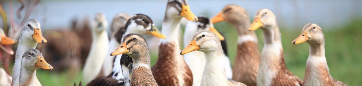 Criação de Patos Domésticos