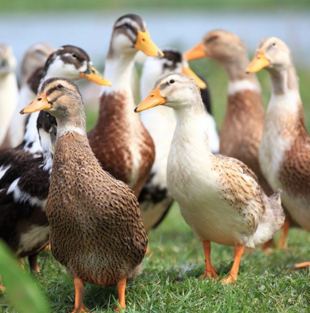 Guia para Criar Patos Domésticos: Dicas, Benefícios e Cuidados Essenciais