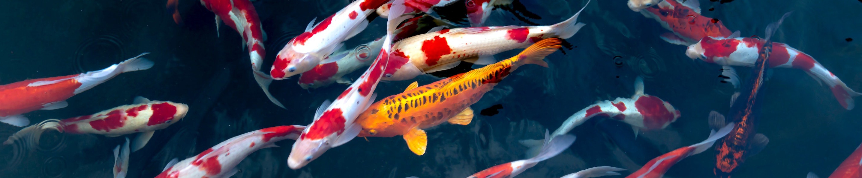 Criação de Peixes Ornamentais para Lagos