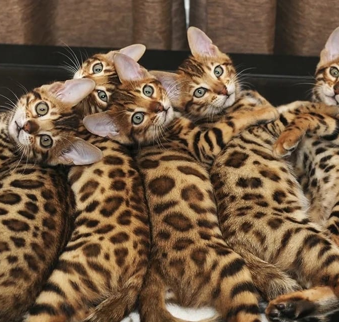 Criação de Gatos Bengal: Dicas Essenciais para Cuidar Desta Raça Exótica e Inteligente