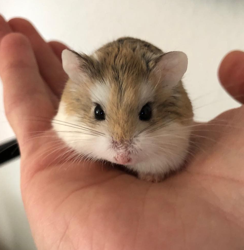 Guia Prático para Criar Hamsters Roborovski: Dicas Essenciais para um Pet Feliz e Saudável