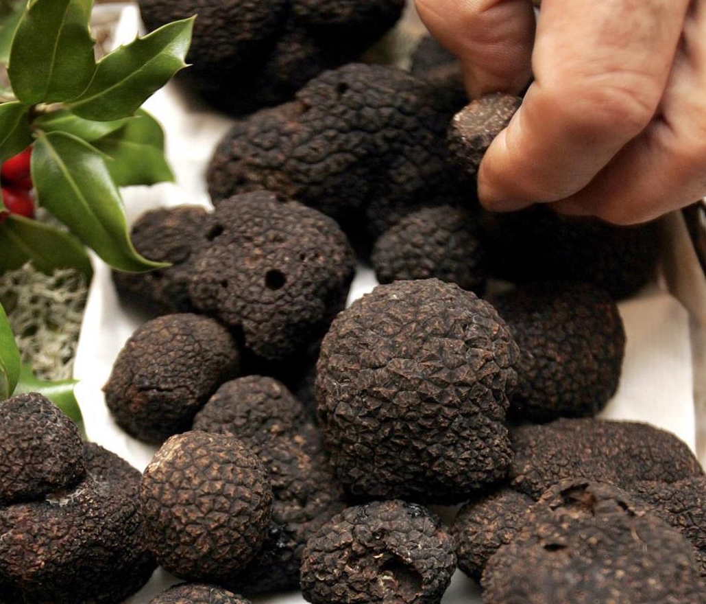 Os Mistérios das Trufas: Como Este Fungi Gourmet Pode Transformar a Sua Cozinha