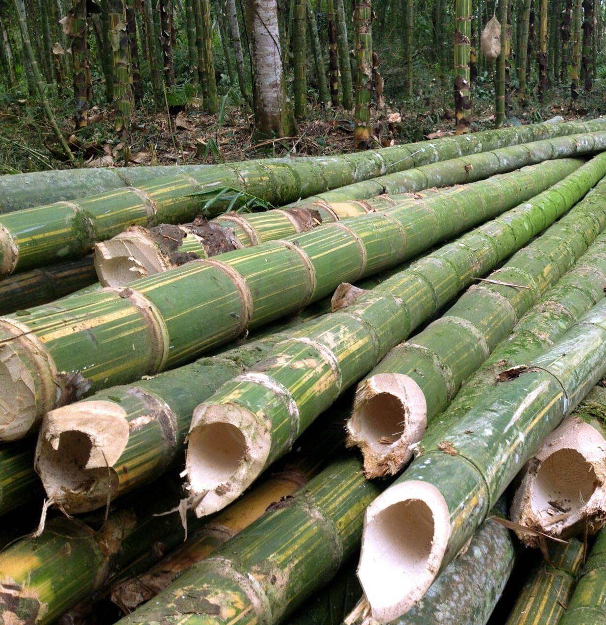 Cultura de Bambu: Benefícios, Usos Sustentáveis e Como Cultivar em Casa