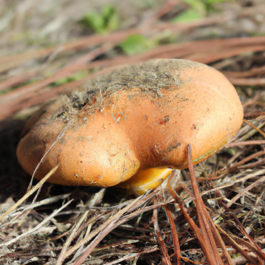 Descubra os Segredos dos Cogumelos Selvagens em Portugal: Sabor, Saúde e Tradição na Sua Mesa